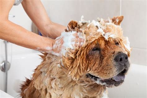 Beyond grooming: Discover the additional benefits of using a magical conditioner on your canine cowpoke